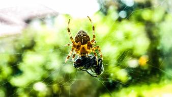 Nature Insect Spider