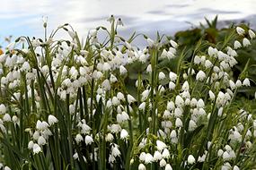 Flower Nature Plant