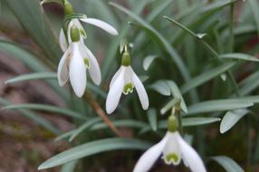 sweet snowdrops in the garden