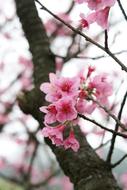 beautiful spring flowers by the tree