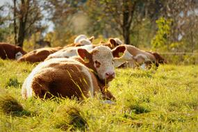 Cow Meadow Cows