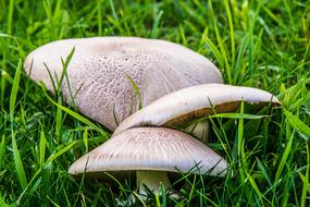 Mushrooms Forest