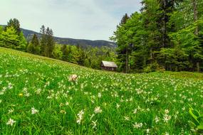 Landscape Scenic Meadow
