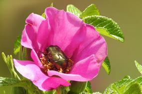 flower blossom bloom wild rose
