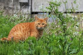 Animal Cat Walk