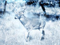 Animal Deer Snow