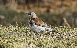 Fieldfare Bird February