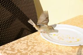 bird eats off a plate