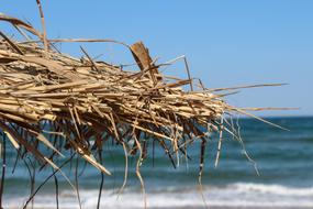Beach Summer Primorsko