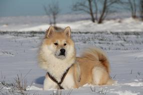 Dog Eurasians Animal