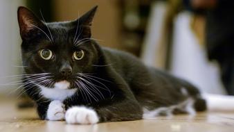 Cat Tuxedo Portrait