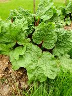 garden of raw leaves