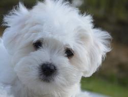 Puppy Ten Weeks Cotton Tulear