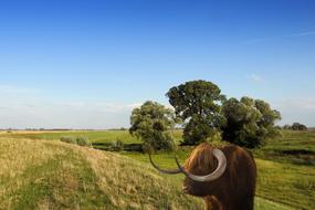 horned animal in a meadow