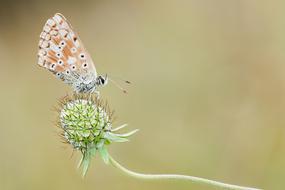 butterfly plant