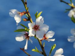 Flower Nature