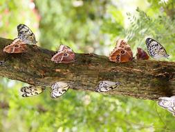 butterfly insect nature