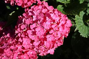 garden bouquet