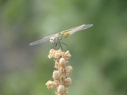 Dragonfly Insect Summer