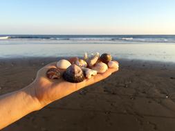 Hand Seashells Ocean