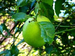 green lemon on a tree