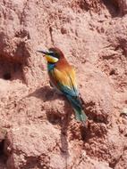 Bee-Eater Bird Colors Mud