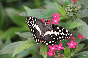 Butterfly Lepidoptera Insect