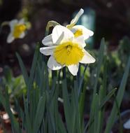 Daffodil Flower Blossom