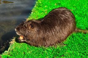 Nutria Rodent Animal Water