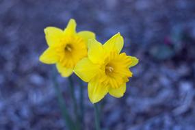 yellow flowers on a blue background