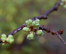sprouts on a tree branch