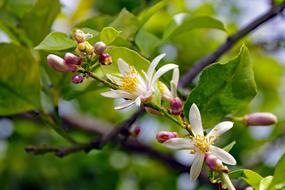 Flowers Lemon Citrus Limon
