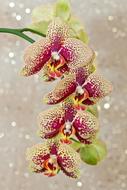 Orchid Phalaenopsis Flower