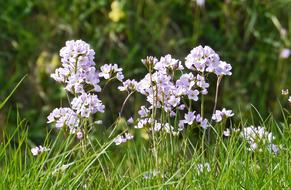 wildflowers in the grass