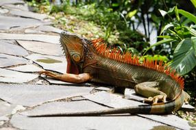Iguana Colorful Sun