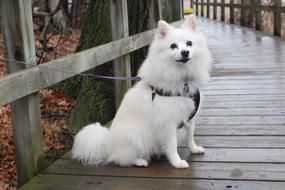 American Eskimo Dog on wooden bridge