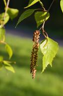 beautiful tree sprouts