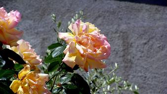 Roses Flowers Nature