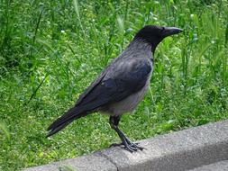 Crow Bird Animal
