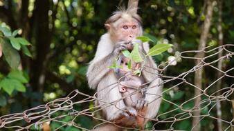 monkey behind a metal fence on a blurred background