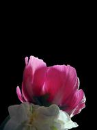beautiful peony on a black background