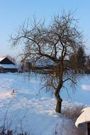a tall tree by the blue lake