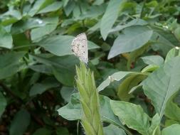 white butterfly one green forest