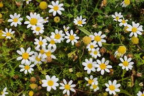 white flowers in a bush view