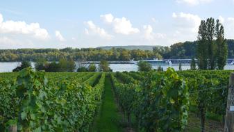 grape garden