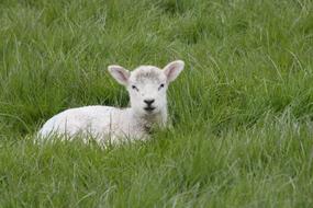 Lamb Spring Sheep