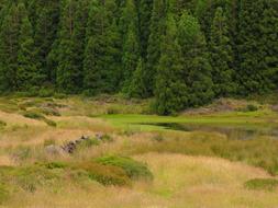 Landscape Nature