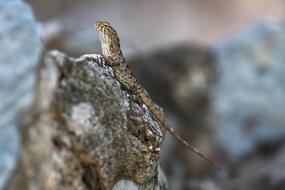Lizard Animal Nature
