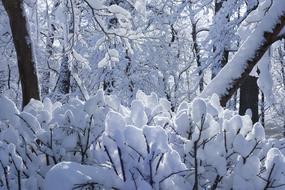 Winter Landscape Light