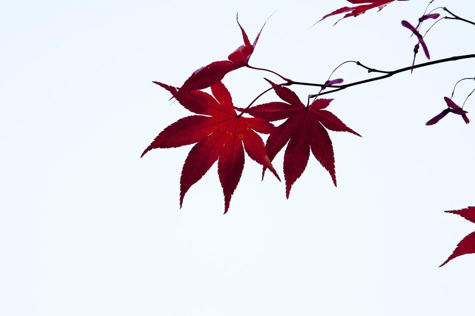 red leaves on a branch in the forest